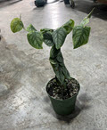 6" Monstera Dubia Pole